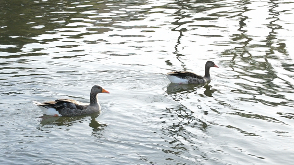 Ducks Swimming in a River