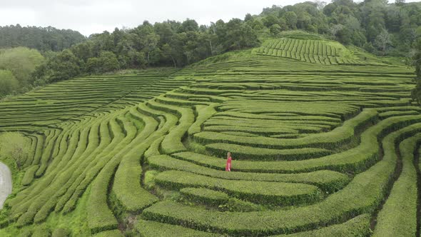 Aerial View of woman in the maze of flower beds along the hill, Sao Bras.