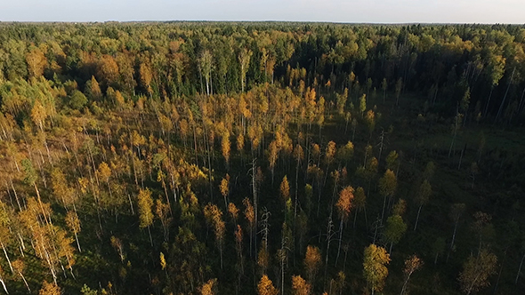 Flight Over Forest