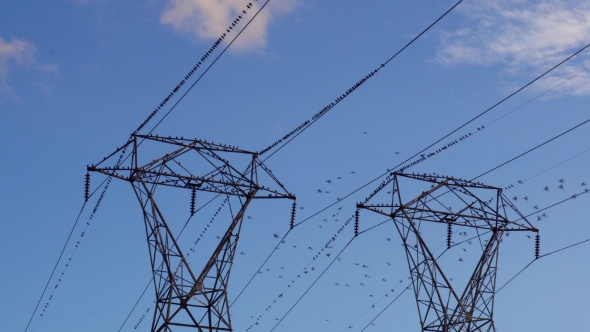 Birds Flock on Electric Pylon and Fly Off as Hawk Flies Close