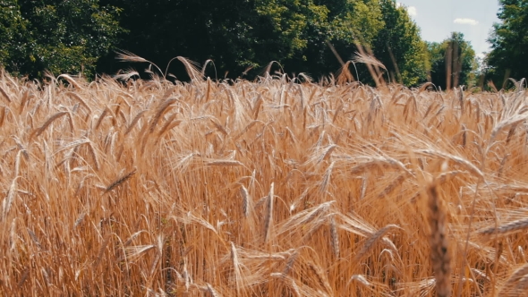 Wheat Field And Spikelets