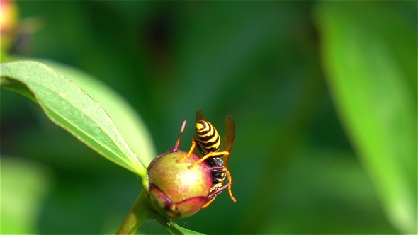 Bee Pollinating. 