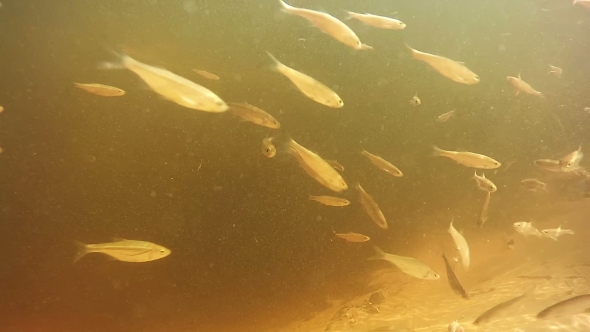 Fish Swimming Under Water