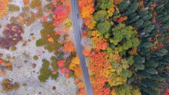 Aerial view looking down at colorful forest during Autumn