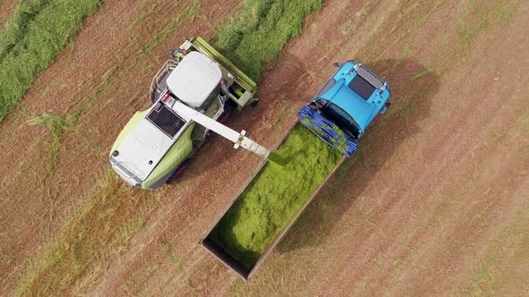 Wheat silage picking process post harvest into a truck trailer, Aerial view.