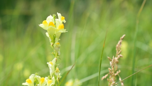 Linaria Vulgaris. Common Toadflax Flower In a Meadow