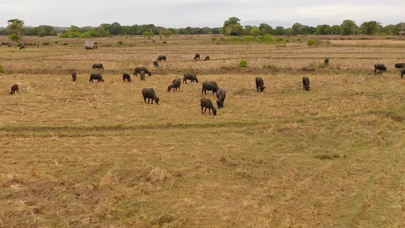 Top View of Cattle on the Pasture in Sri Lanka