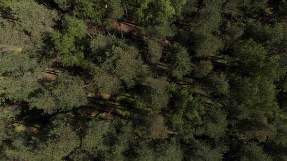 Bird's Eye View of Beautiful Green Forest Aerial Shot. Aerial View . The Camera Flies Over the