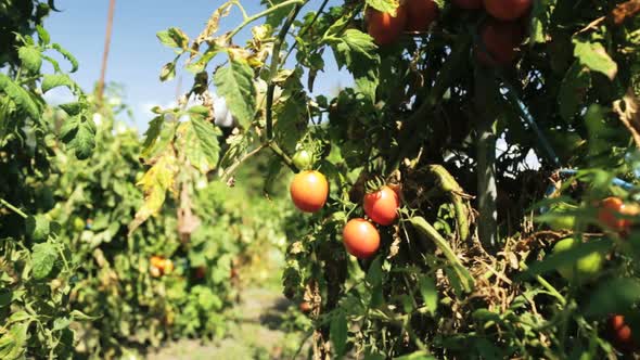 Tomato Field Dolly Shot