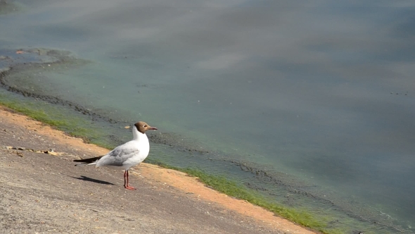 Beautiful Seagull Stands On Concrete Embankment And Walks Away