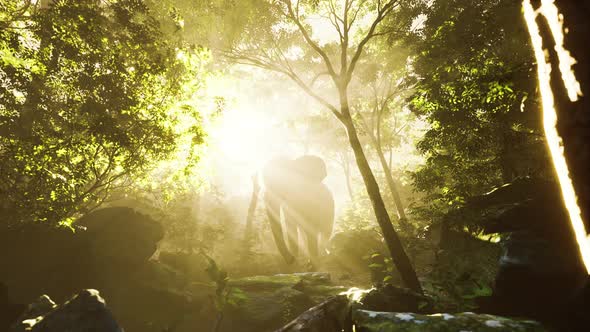 Big Elephant Looking From a Green Jungle to the Camera