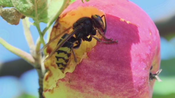 Hornet Eats Red Apple