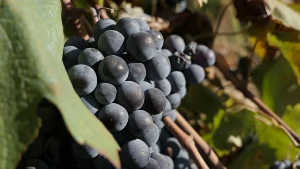 Purple grapes in a vineyard by autumn close-up 4K video