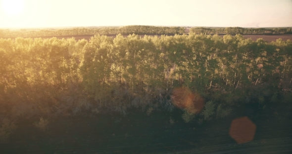  Aerial View. Low Flight Over Green And Yellow Wheat Rural Field.