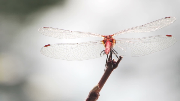 Dragonfly On a Branch