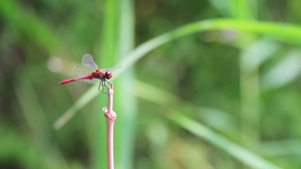 Dragonfly On a Branch