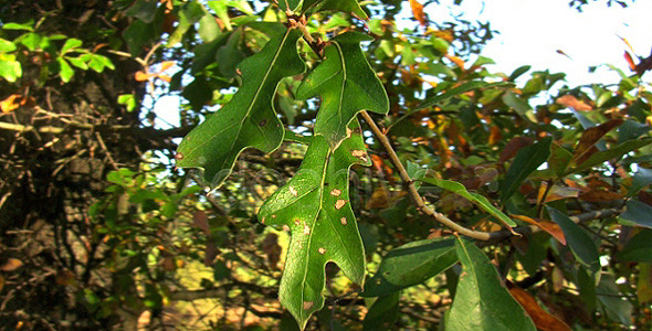Nature HD | Green Leaves on Tree