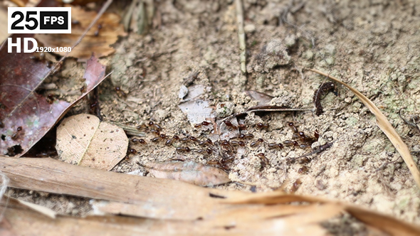 Foraging termites