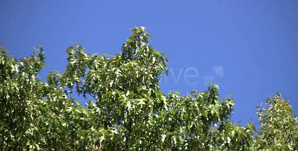 Nature HD | Green Tree Canopies II