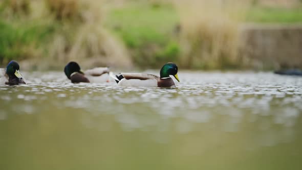 Slow Motion Mallard Duck (Anas Platyrhynchos), UK Water Birds on a Pond and Lake in Richmond Park, U