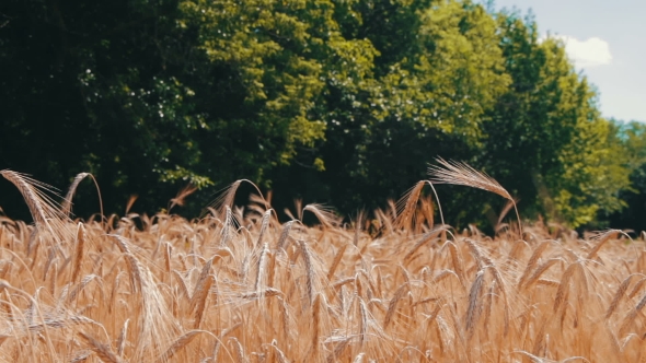 Wheat Field And Spikelets