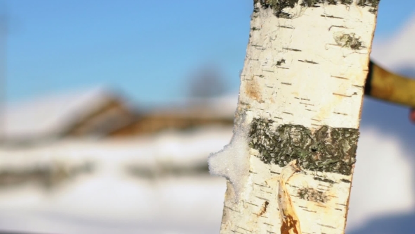 An Unknown Man Chops Wood In The Winter. Lumberjack Chopping Wood