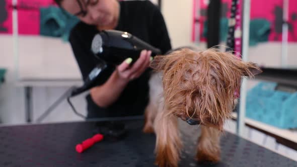 Pet Grooming. Groomer Brushing And Drying Wet Dog With Dryer