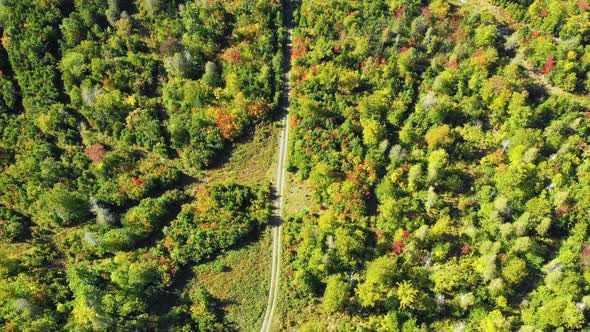 Aerial drone shot over the top of colorful autumn trees and a dirt road winding through the forest a