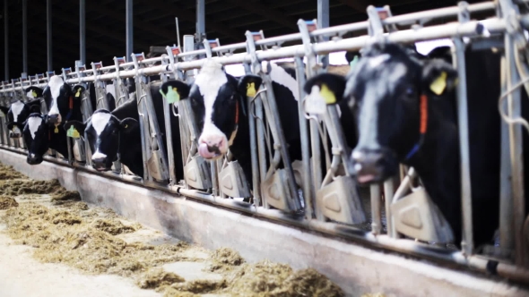 Herd Of Cows Eating Hay In Cowshed On Dairy Farm 2