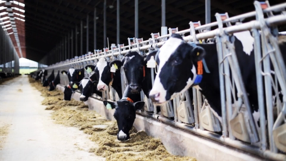 Herd Of Cows Eating Hay In Cowshed On Dairy Farm 3