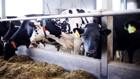 Herd Of Cows Eating Hay In Cowshed On Dairy Farm 4