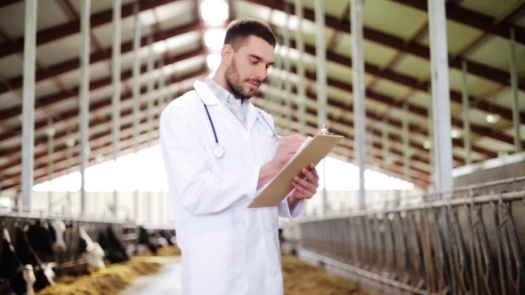 Veterinarian With Cows In Cowshed On Dairy Farm 42