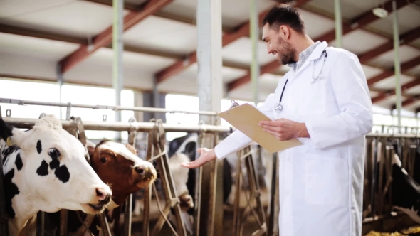 Veterinarian With Cows In Cowshed On Dairy Farm 44