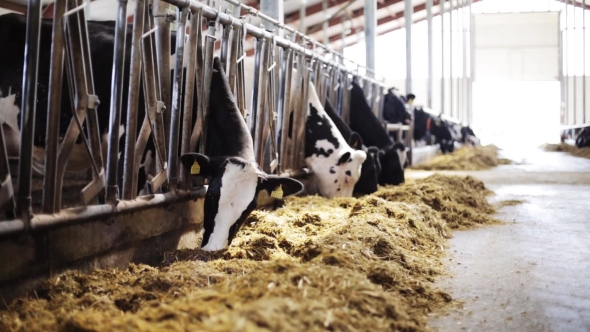 Herd Of Cows Eating Hay In Cowshed On Dairy Farm 48