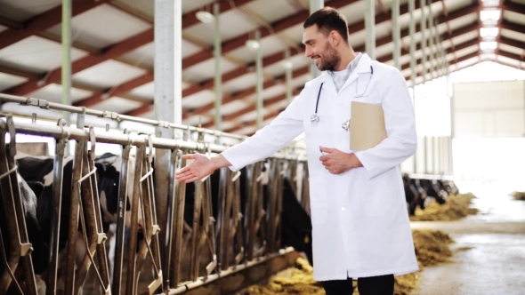 Veterinarian With Cows In Cowshed On Dairy Farm 50