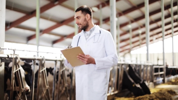 Veterinarian With Cows In Cowshed On Dairy Farm 55