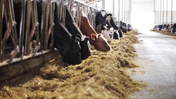 Herd Of Cows Eating Hay In Cowshed On Dairy Farm 57