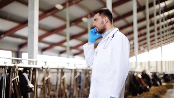 Vet Doctor Calling On Cellphone And Cows At Farm 61