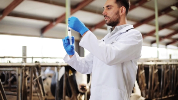 Veterinarian With Syringe Vaccinating Cows On Farm 66