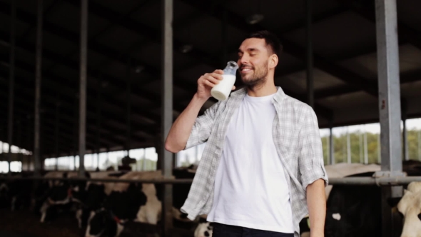 Man Or Farmer Drinking Cows Milk On Dairy Farm 69