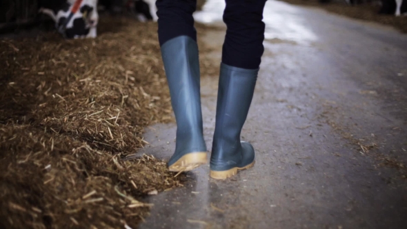 Man In Gumboots Walking Along Cowshed On Farm 70