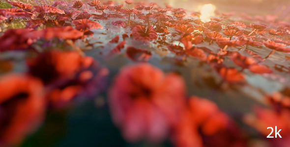 Red Flowers and Water