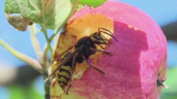 Hornet Eats Red Apple