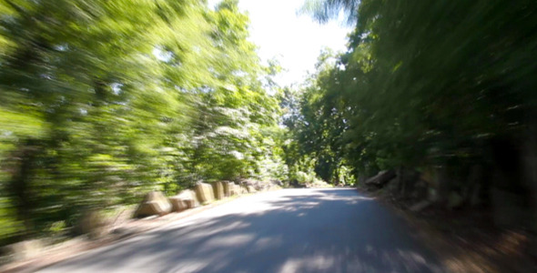 Road With Trees