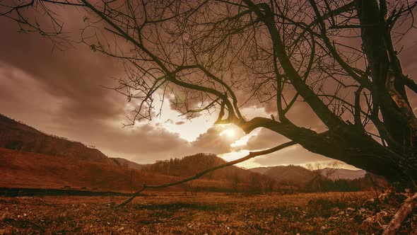 Time Lapse of Death Tree and Dry Yellow Grass at Mountian Landscape with Clouds and Sun Rays