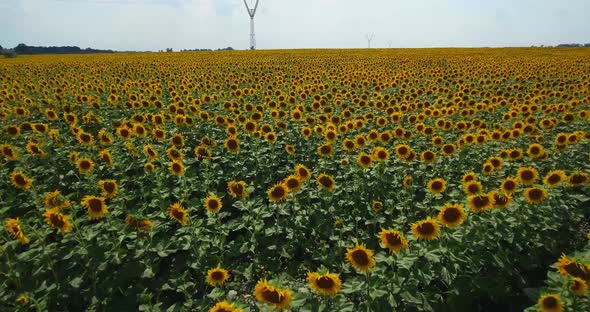 Aerial View Agriculture Field with Blooming Sunflowers