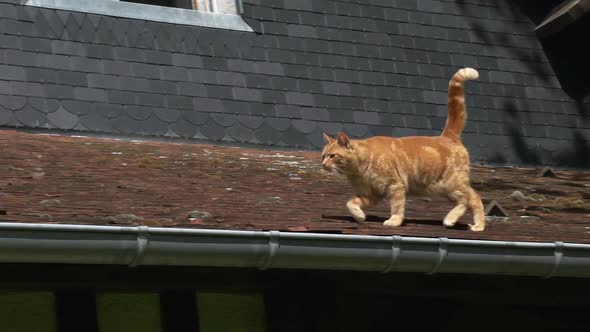751121 Red Tabby Domestic Cat walking on Roof, Normandy, Real Time
