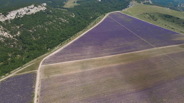 Morning Large Field with Lavender That Bloomed in the Summer in the Crimea