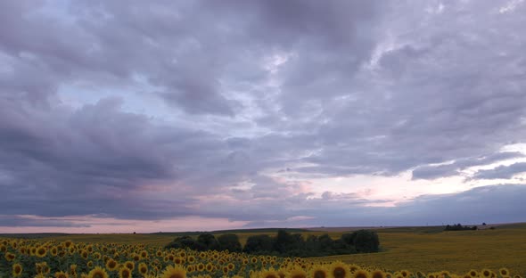 Clouds Thickened Over The Sunflower Field