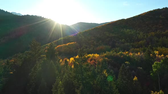 Flying over pine tree tops viewing golden colors during Fall